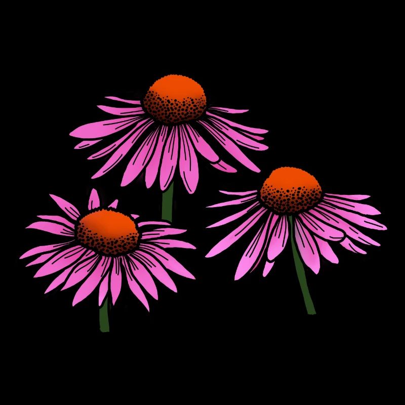 Sonnenhut - Blume