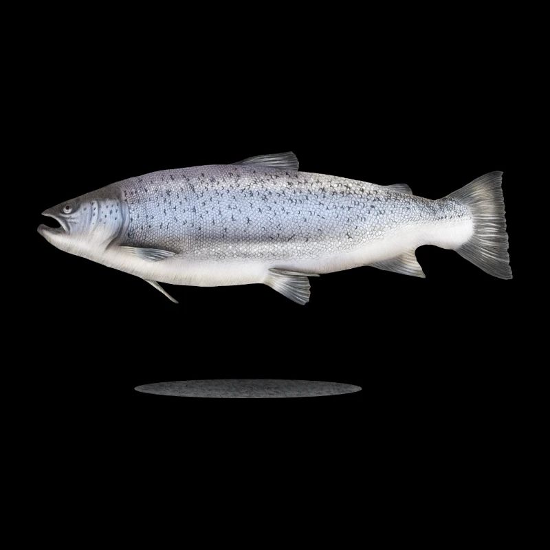 Meerforelle mit Schatten Illustration