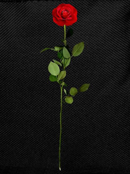 Red rose