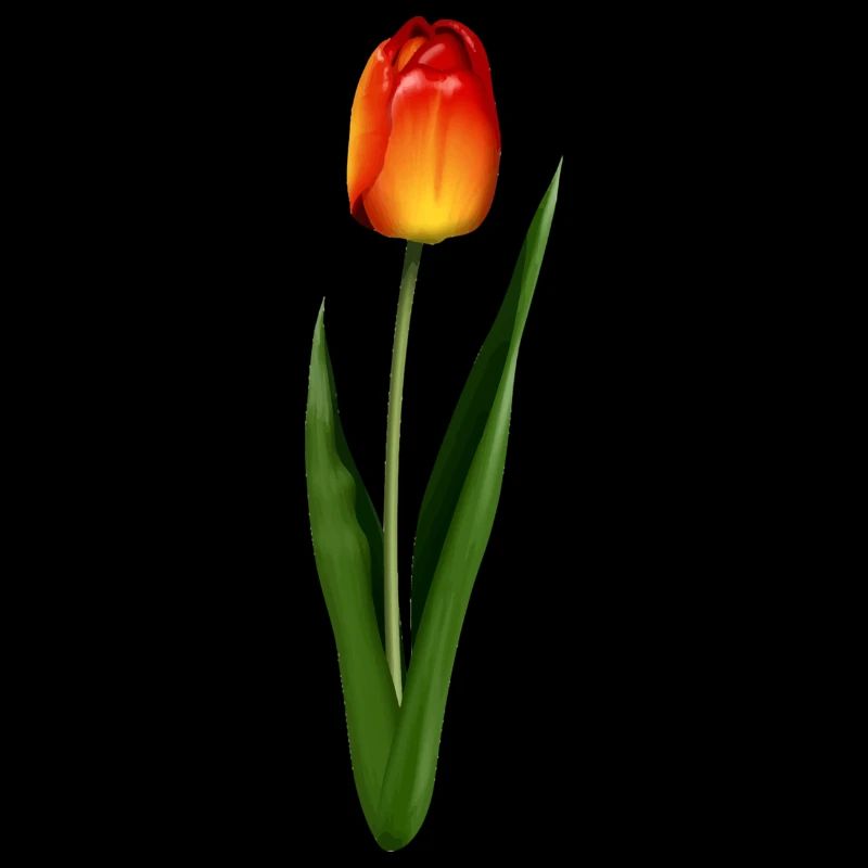 tulip