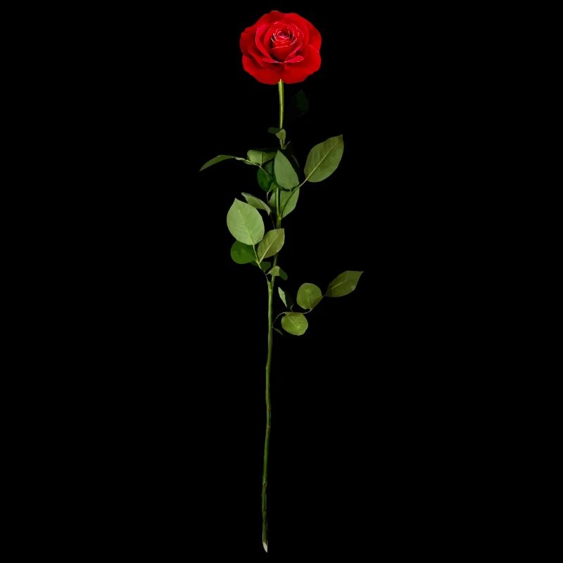 Rose avec tige