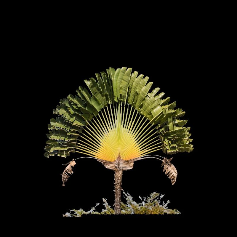Ravinala Madagaskar