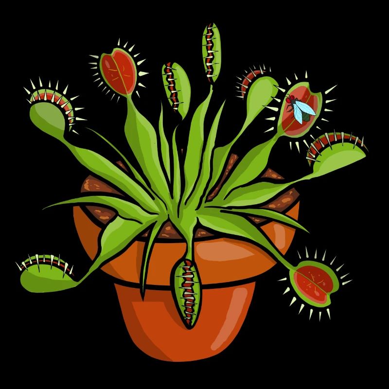 Carnivorous plant Venus flytrap plant