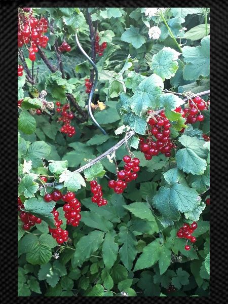 Red currants on shrub