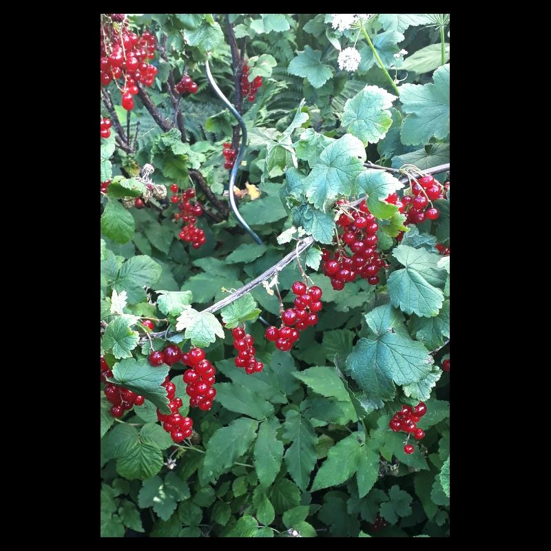Red currants on shrub