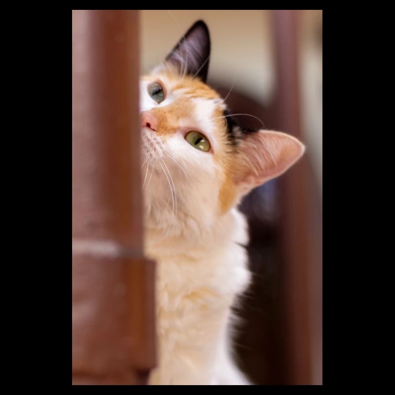 the cat
