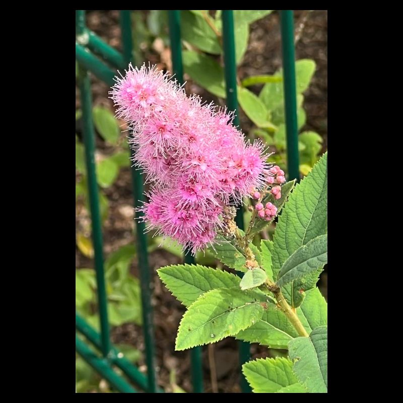 Pink Flower