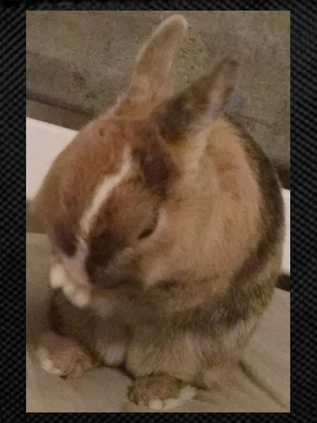 Rabbit