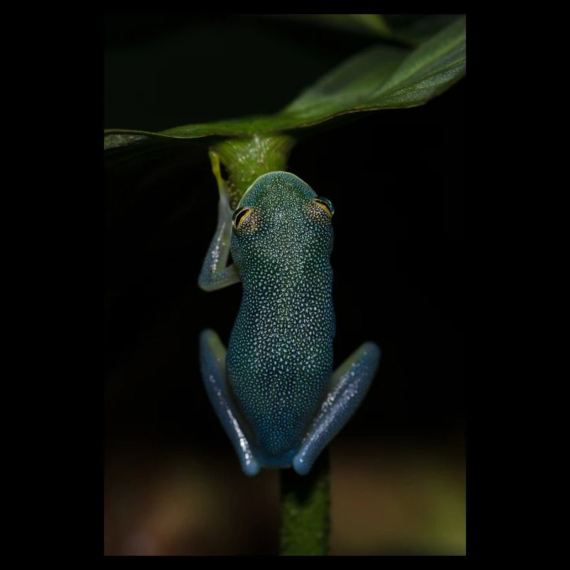 Cochranella granulosa- Glasfrosch - Laubfrosch