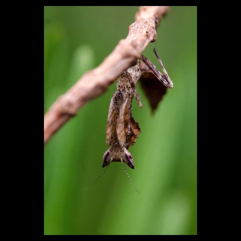 Brancsikia freyi Nymph/Cub
