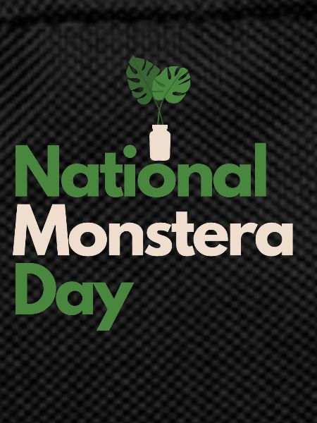 Monstera plants houseplants