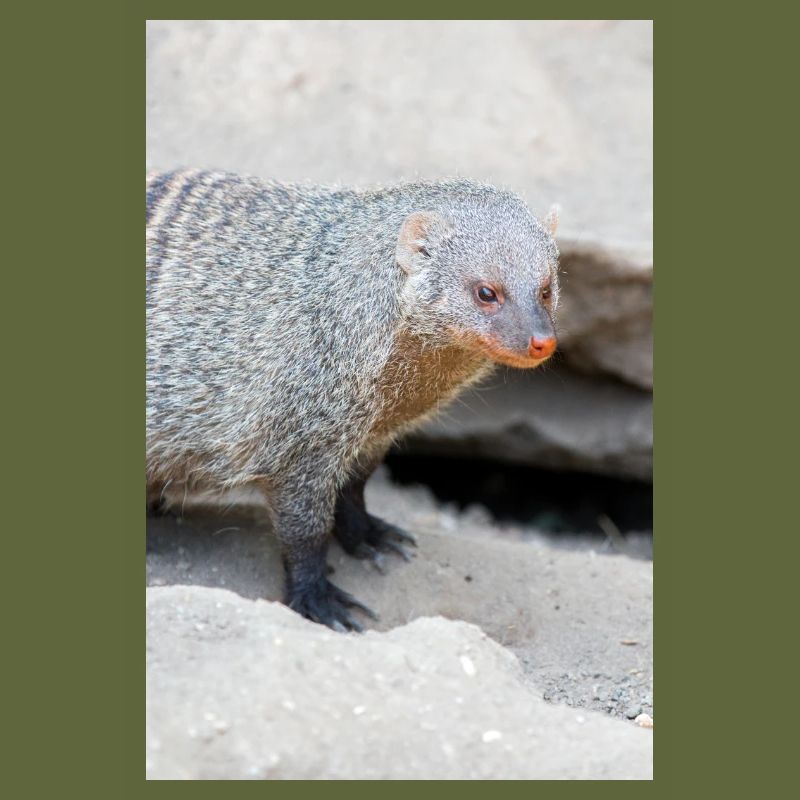 Gebänderte Manguste oder Zebramanguste