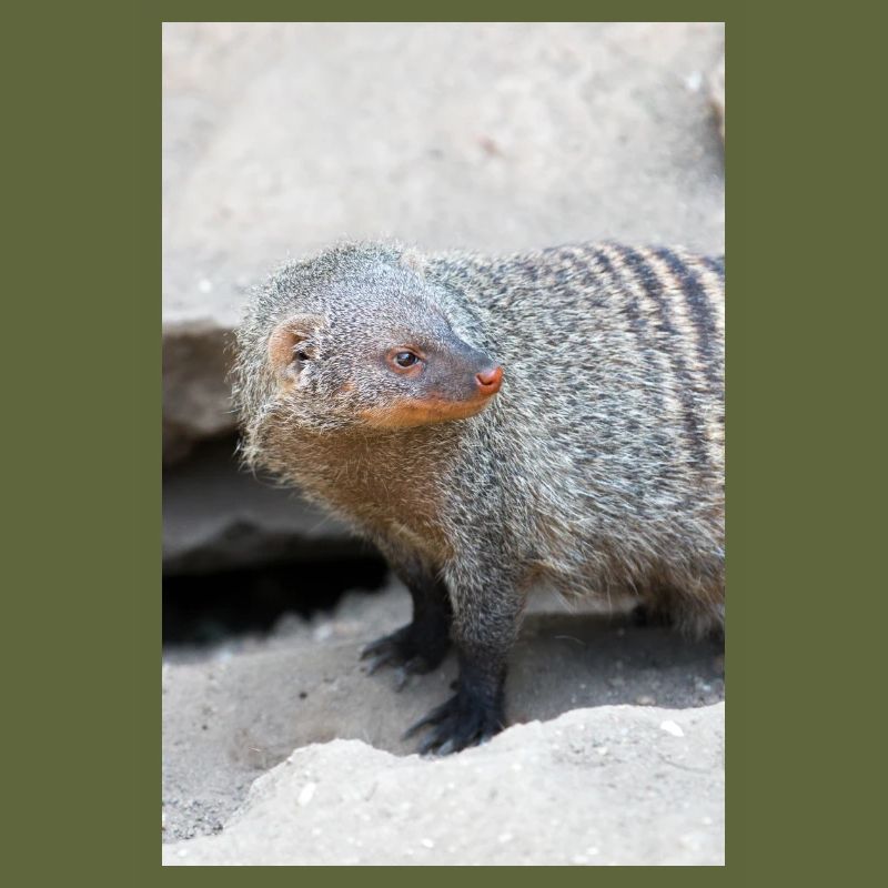 Gebänderte Manguste oder Zebramanguste