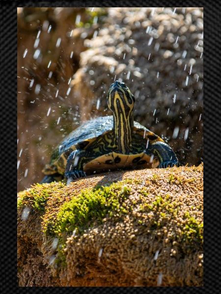 Gelbbauch-Slider Trachemys scripta scripta