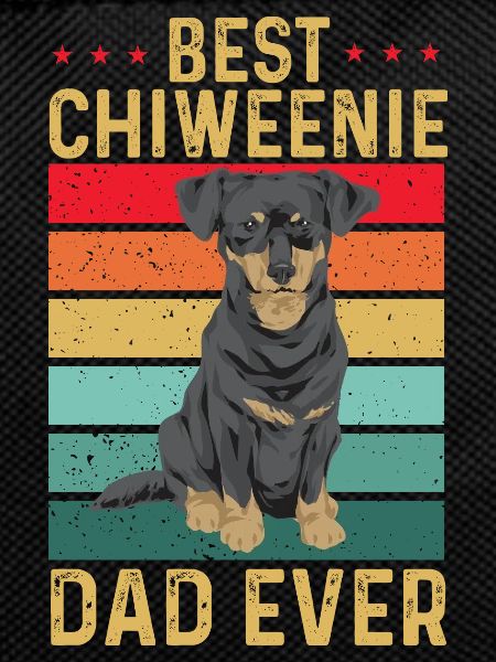 Chiweenie Chien