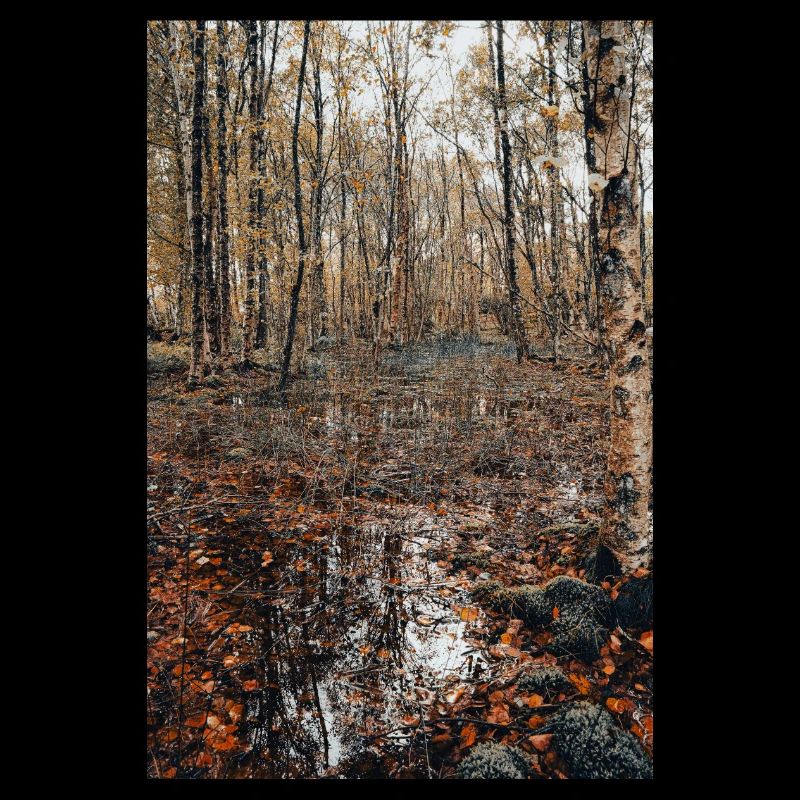 Forêt