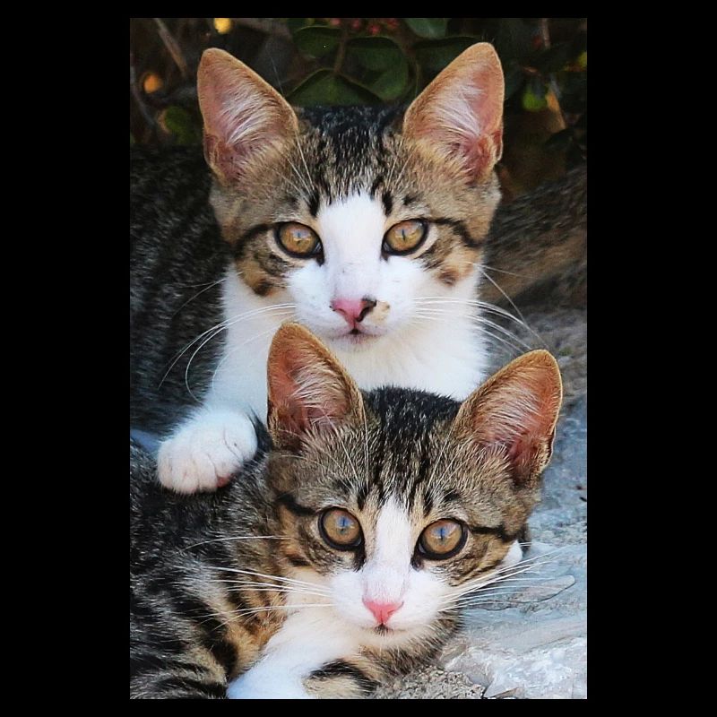 Katzen