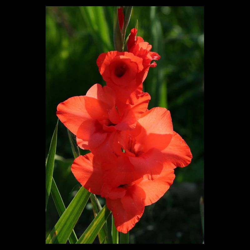 RED GLADIOLES