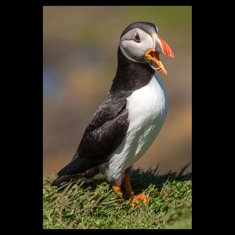 Puffin
