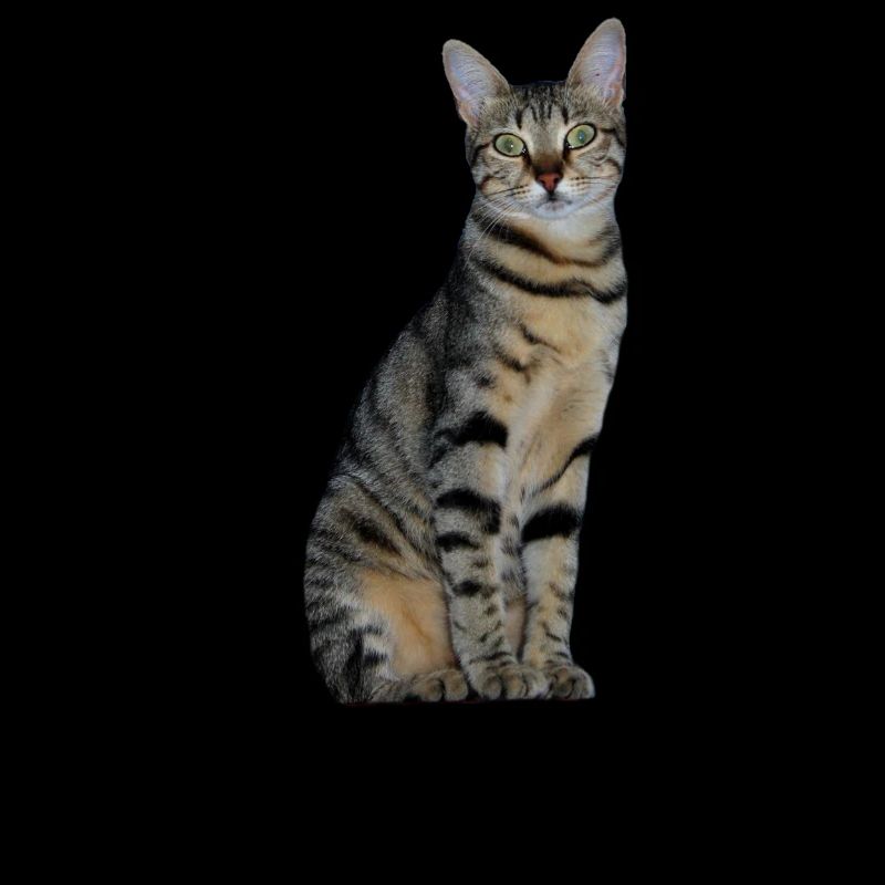 Katze Kätzchen getigert Tigerkatze