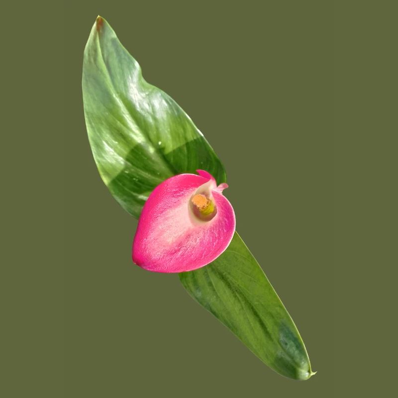 LYS CALLA