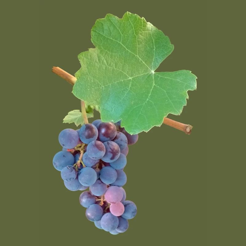 Grapes – Fruity elegance