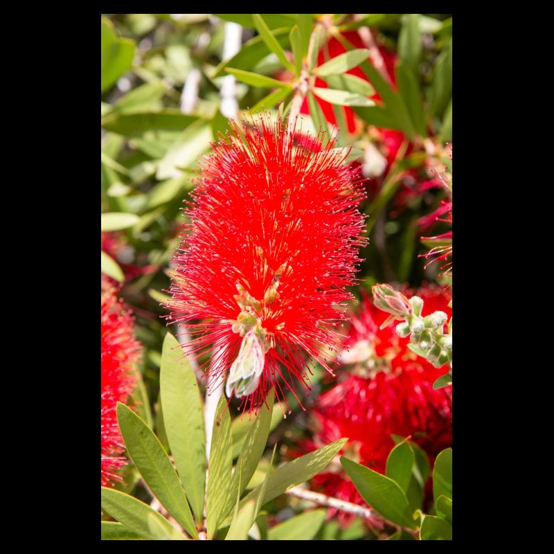 red bottlebrush (Karminrote Zylinderputzer)