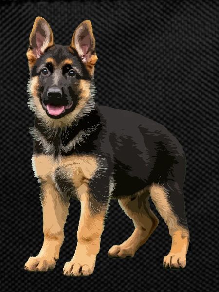 German Shepherd puppy real