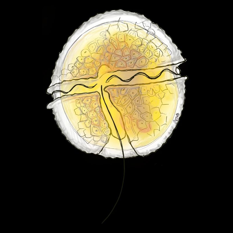 Protoceratium reticulatum