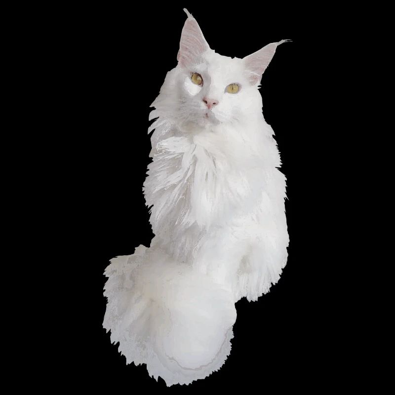Maine coon blanc