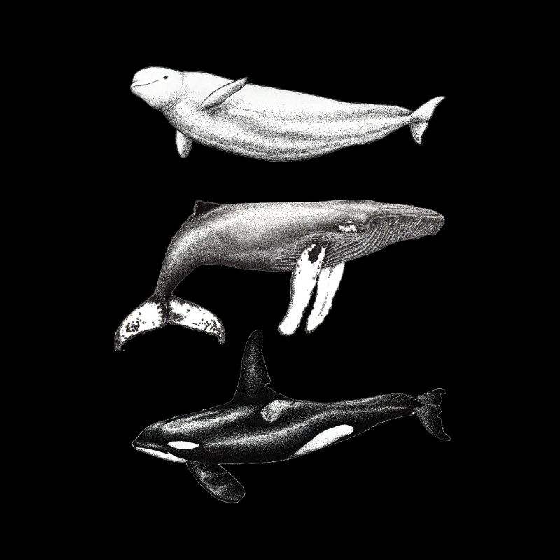 Dauphin béluga, rorqual à bosse et rorqual à bosse