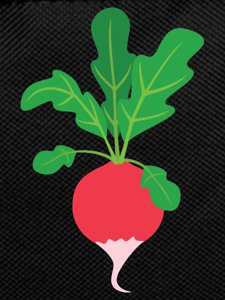 radish