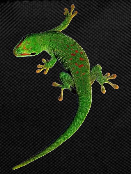 gecko