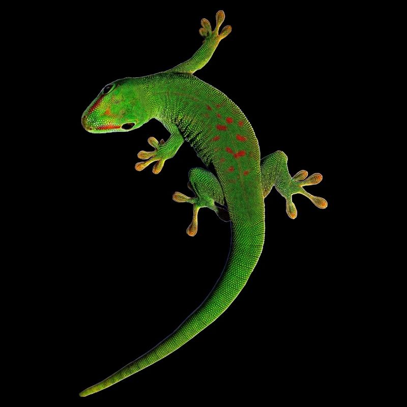 gecko