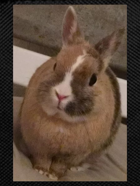 Rabbit