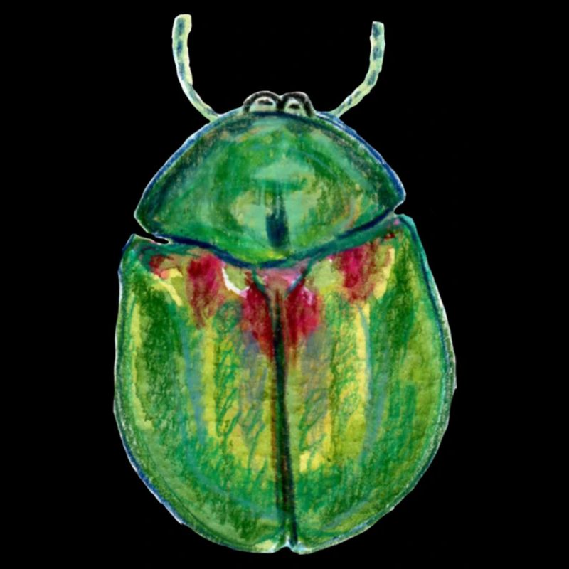 Sheep Beetle