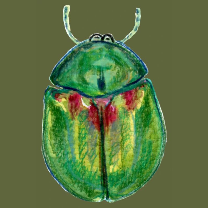 Sheep Beetle