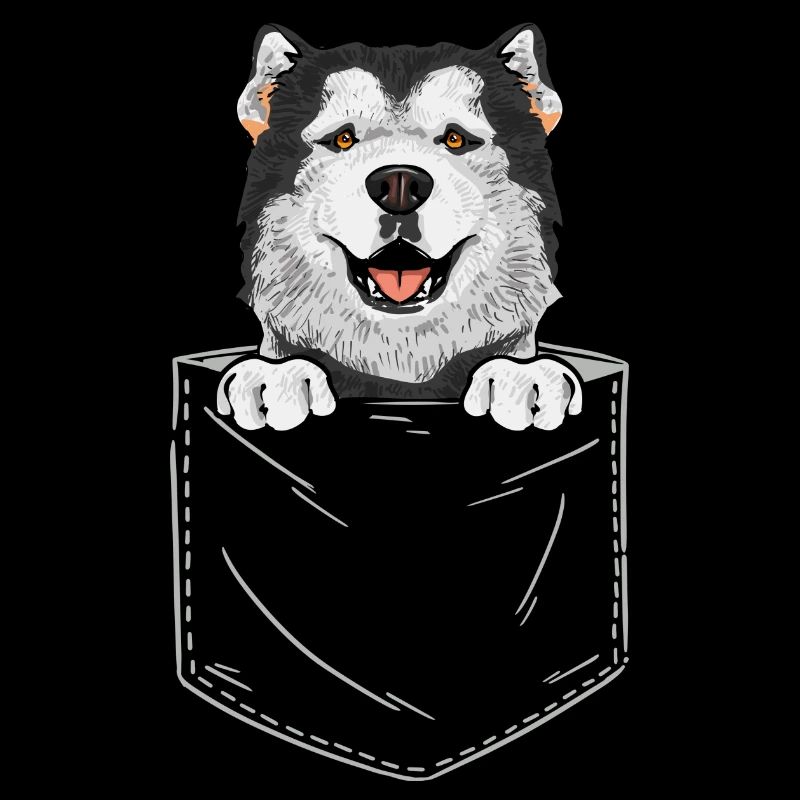 Alaskan Malamute Hund