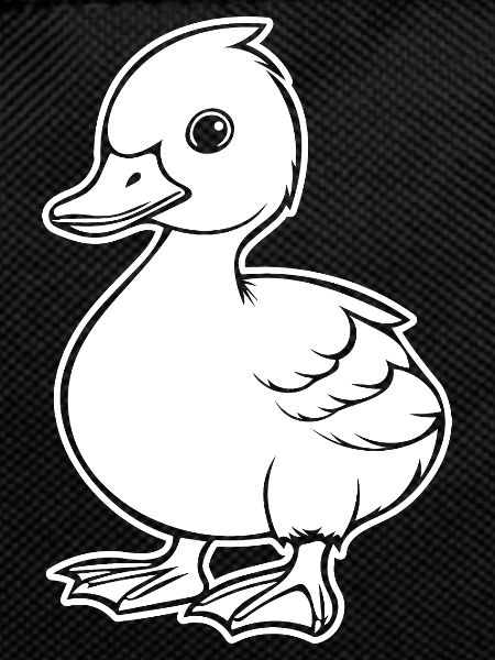 Duck Birds Ducks
