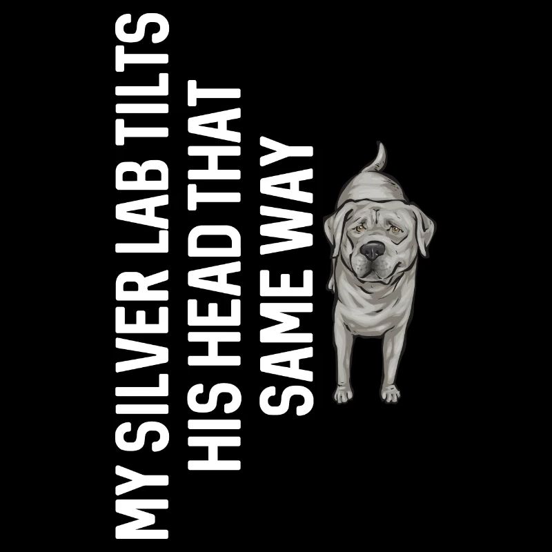 Silver Labrador Retriever Silver Lab