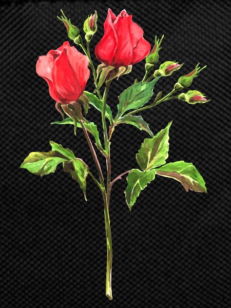 Blumen