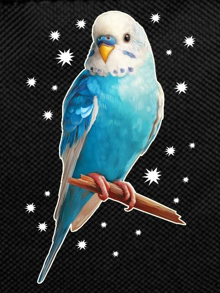 Budgie Stars