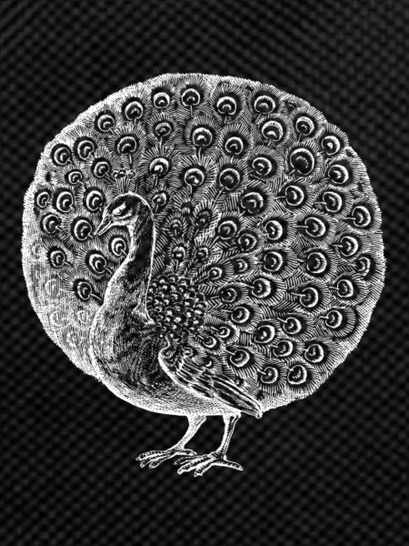 Peacock Fau Wheel Bird