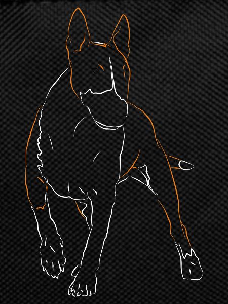 Bull Terrier Dog