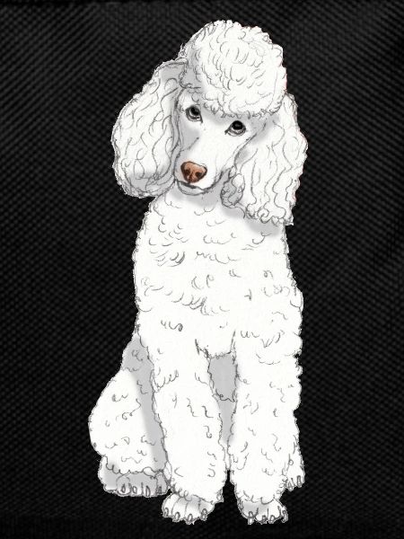 Toy poodle white