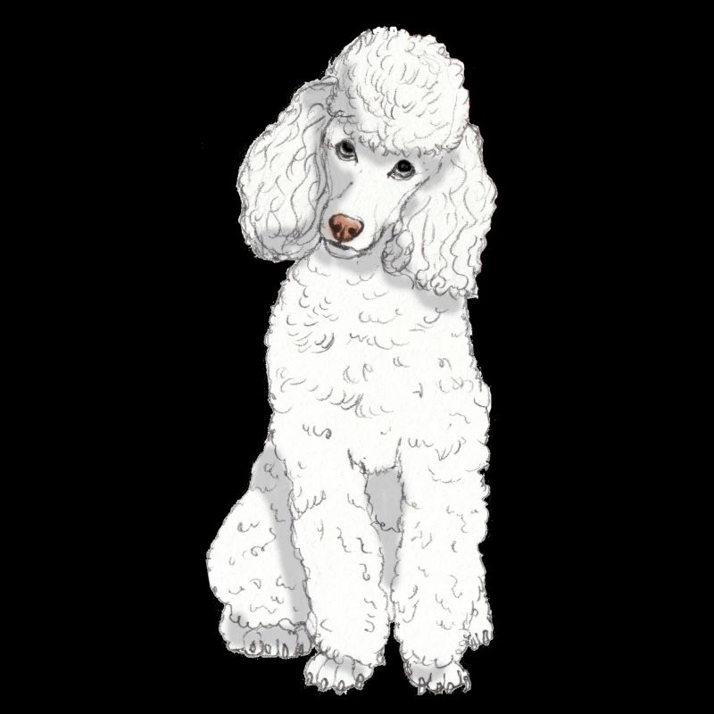 Toy poodle white