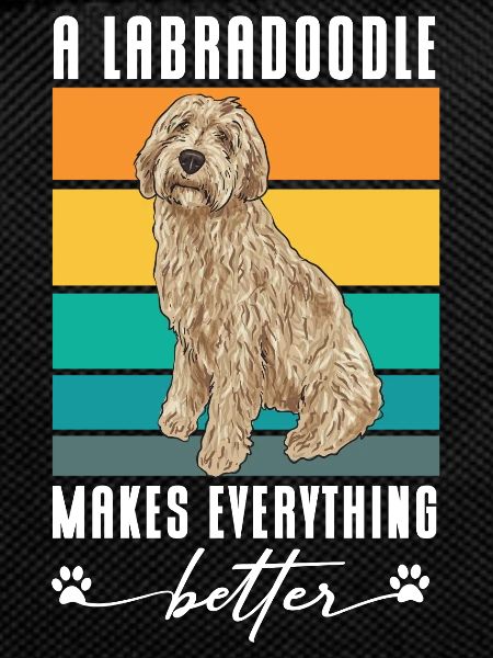 Labradoodle Hund
