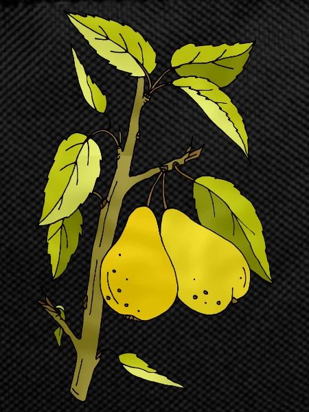 Pears