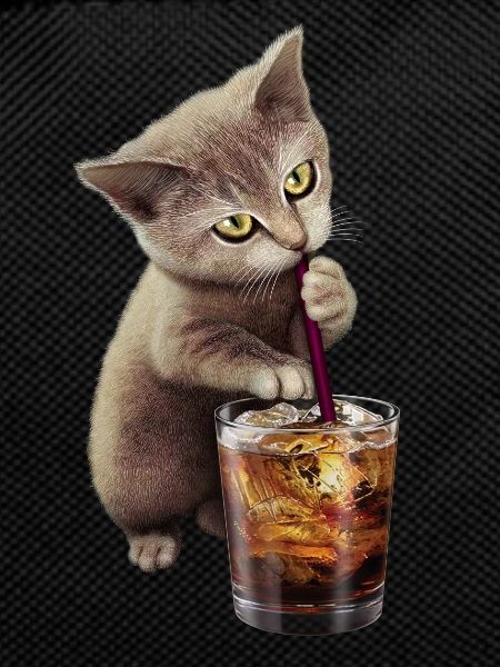 CAT & SOFT DRINK 2017