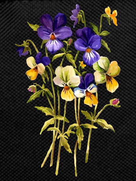 Pansy flowers